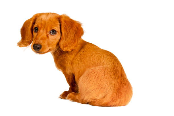 istock Cute Dachshund Puppy 157639201