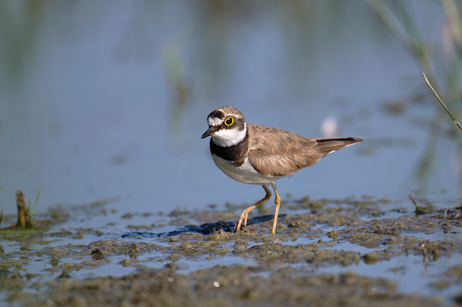 Little ringed plover in the pond