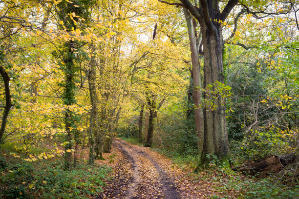 istock Trees in autumn with path through woodland, London, UK 1576392211