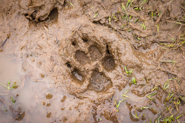 Muddy paw print. Dog paw print in mud on a country path, UK