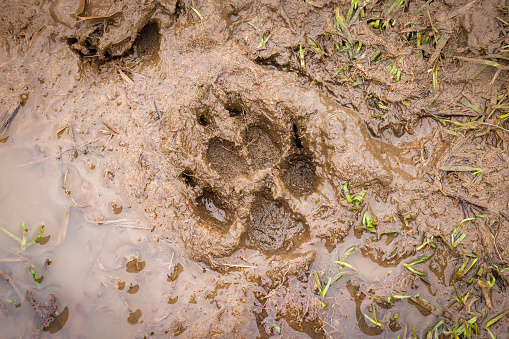 Muddy paw print. Dog paw print in mud on a country path, UK