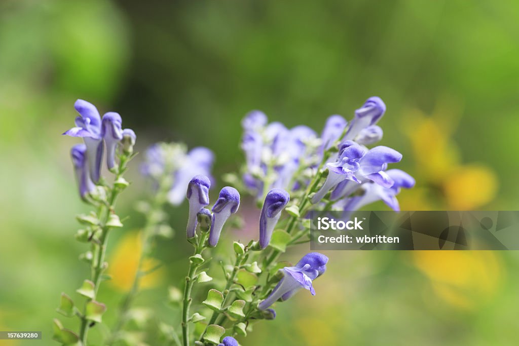 Escutelaria Scutellaria - Foto de stock de Flor silvestre libre de derechos