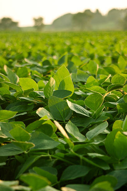 Soy Bean Field