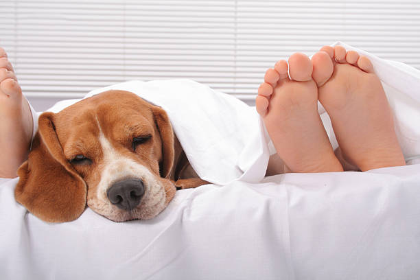 Cute dog in bed next to children's feet