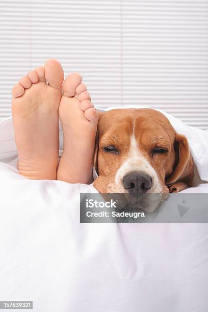 Dormitar Foto de stock y más banco de imágenes de Cama - Cama, Pereza, Acostado