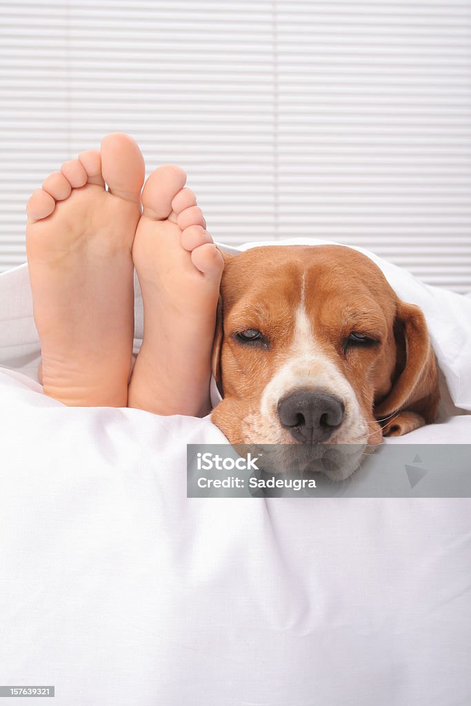 Sonnecchiare - Foto stock royalty-free di Letto