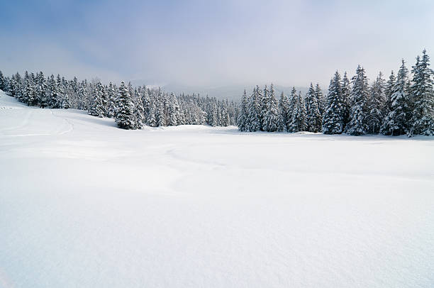 paesaggio invernale con la neve e gli alberi - neve foto e immagini stock