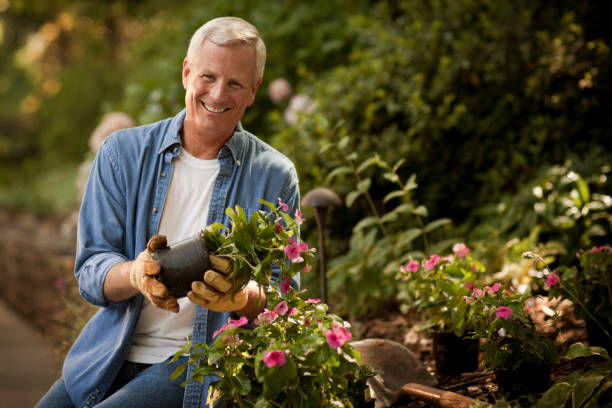 istock Senior Man Gardening 157639399