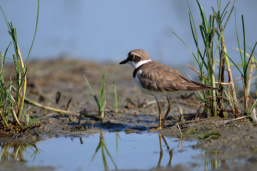 Little ringed plover in the pond