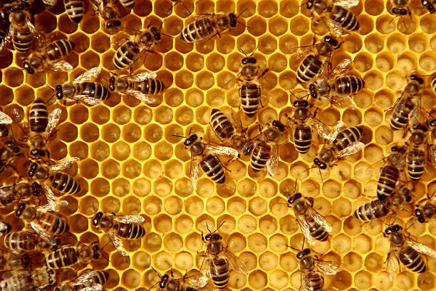 abejas - panal de miel fotos fotografías e imágenes de stock