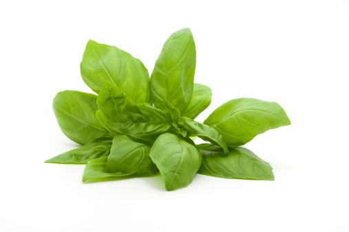 A small bunch of fresh basil against a white background