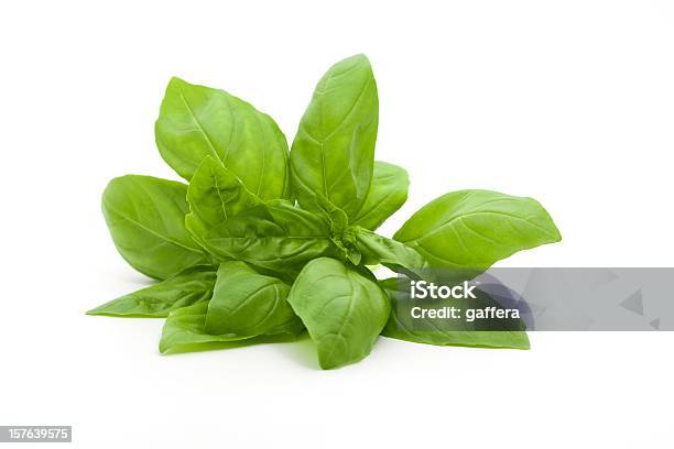 A Small Bunch Of Fresh Basil Against A White Background Stock Photo - Download Image Now