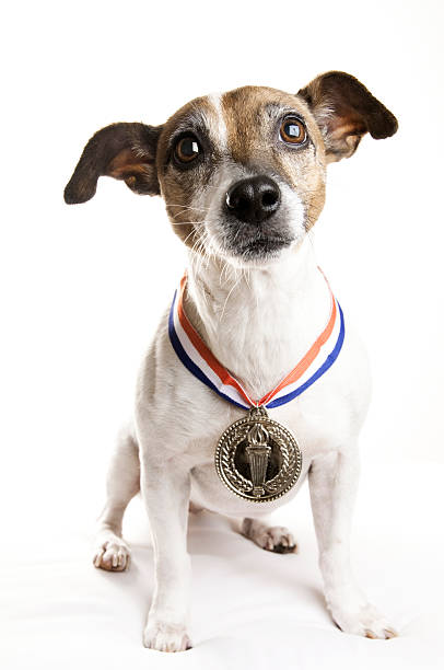 istock Jack Russell Terrier with A Gold Medal 157639706