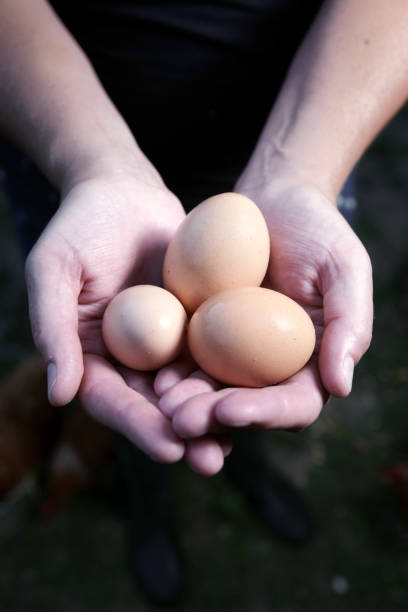 istock Female farmer holding freshly laid eggs 157639809