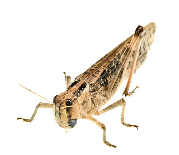 Photo of grasshopper locust on white background