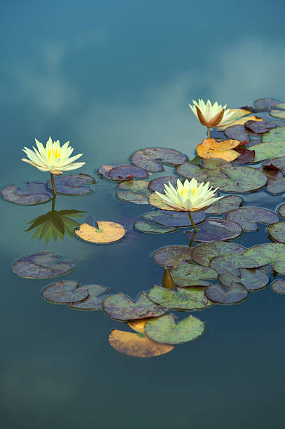 seerosen in der luft schweben - water lily lily water water garden stock-fotos und bilder