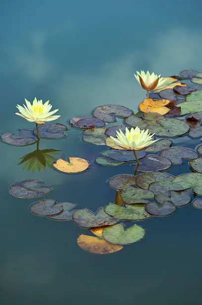 a small group of yellow water lilies set amongst lily pads and composed to appear to be floating "in the sky" with blue sky and clouds reflected in the water surface. The yellow "dead" leaves neatly complement the lemon yellow flowers.