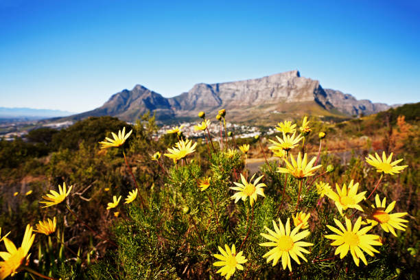 afrique du sud: la montagne de la table avec des pâquerettes sauvage de premier plan - table mountain afrique du sud photos et images de collection