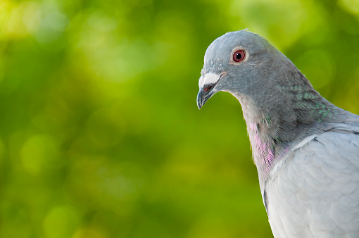 Portrait of a cool, beautiful pigeon looking at the camera. Close up of the head of a dove (pigeon). Rock dove or common pigeon or feral pigeon in Japanese park.