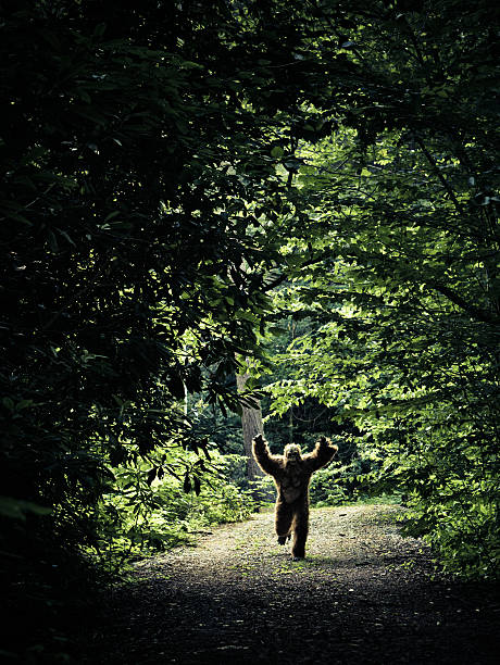 unreported attack of Bigfoot in the middle of a dirty road in north carolina, waving his arms - back lit shot.