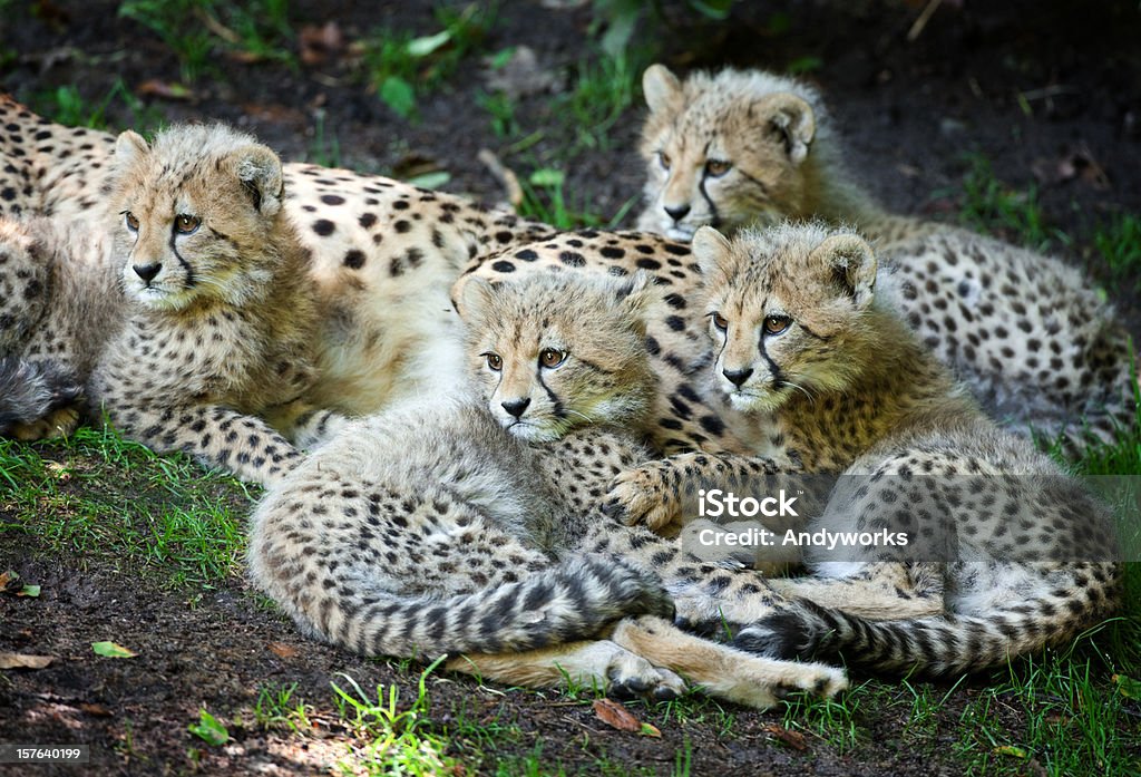 Vier Gepard Cubs (Acinonyx jubatus - Lizenzfrei Gepardenjunges Stock-Foto