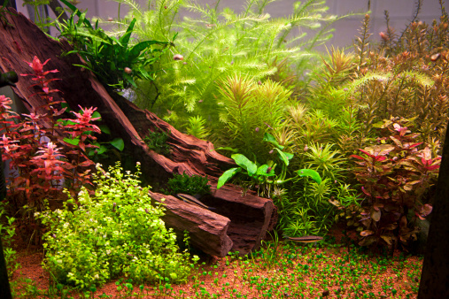 Vegetation and exotic fishes in an aquarium