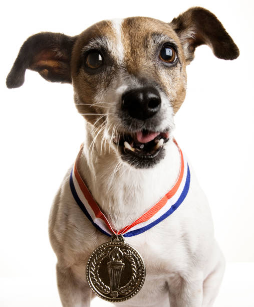 istock Dog with Gold Medal 157640343
