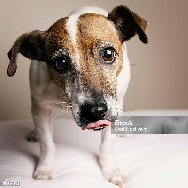 Cão Esfomeado - Fotografias de stock e mais imagens de Jack Russell Terrier - Jack Russell Terrier, Lamber, Animal