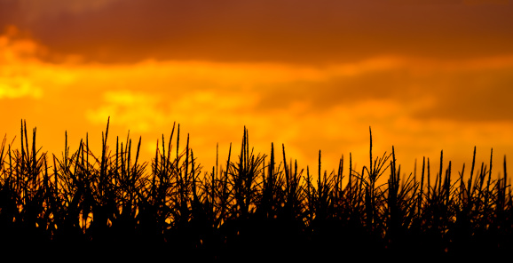 Two shot panoramic of corn tassels in a corn field, silhouetted in front of a dramatic colorful orange sunset.