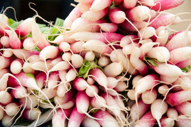 istock Red and White Organic French Radishes 157640587