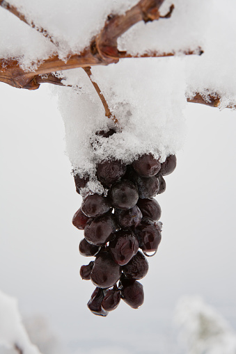 Snow covered grape. Valpolicella, Verona's countryside, Italy. Canon EOS 5D