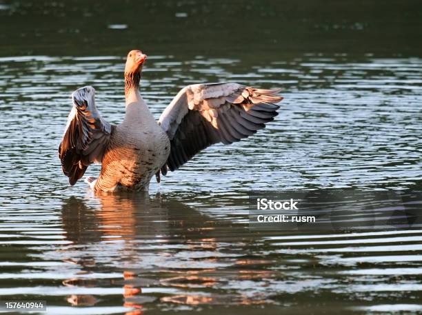 Goose Stock Photo - Download Image Now - Animal, Animal Body Part, Animal Wildlife