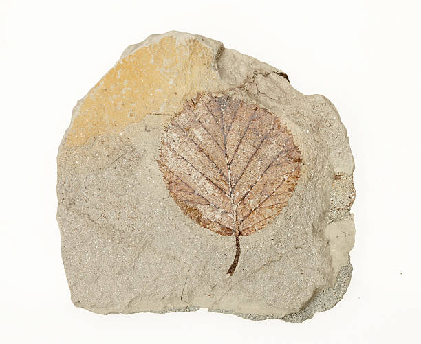 petrification de una hoja - fossil leaves fotografías e imágenes de stock