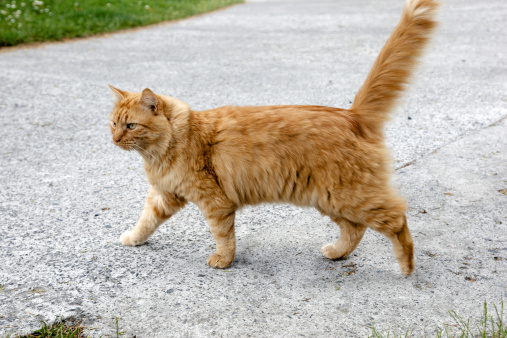 Ginger cat walking on the lawn