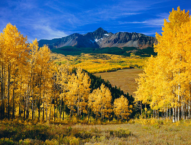 monte wilson con árboles otoño aspen - aspen colorado fotografías e imágenes de stock