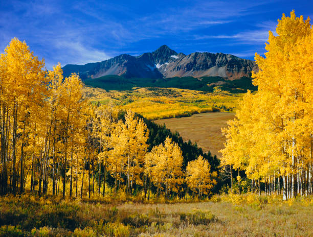 Mount Wilson With Autumn Aspen Trees Mount Wilson With Autumn Aspen Trees Near Telluride Colorado USA colorado rocky mountains stock pictures, royalty-free photos & images