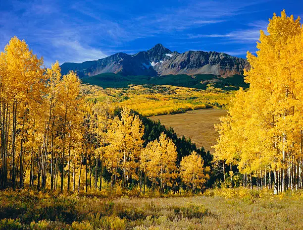 Mount Wilson With Autumn Aspen Trees Near Telluride Colorado USA