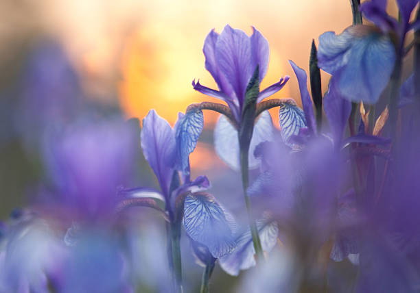 close-up of 자주색 시베리아 국화는 낮은 조명 - iris 뉴스 사진 이미지