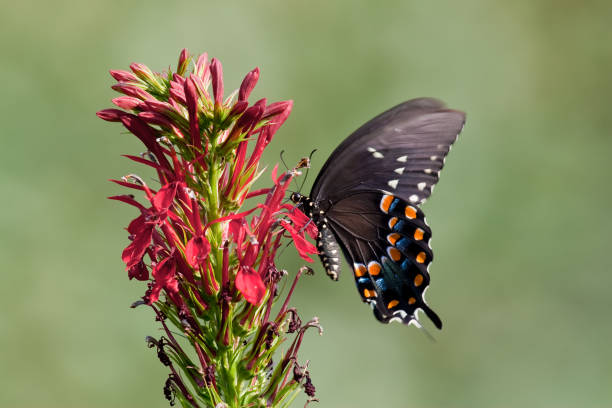 Spicebush Swallowtail Butterfly on Cardinal Flowers