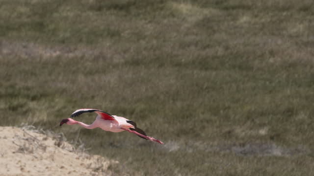 Pink flamingos flying and landing on Walvis Bay, Namibia, Africa