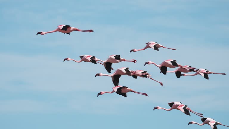 A flamboyance Pink flamingos flying on a sunny beach at Walvis Bay, Namibia, Africa