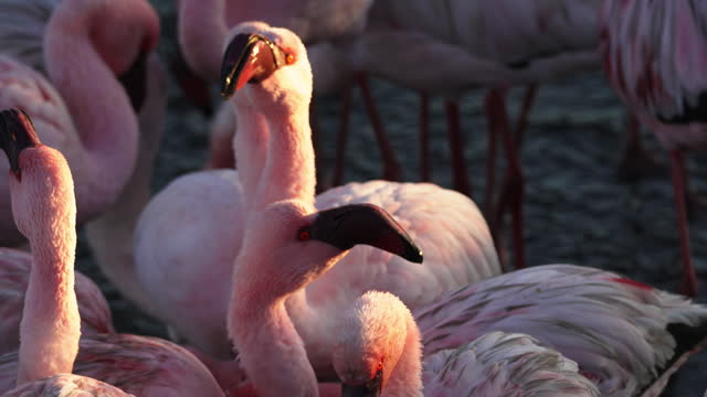 A flamboyance Pink flamingos on a sunny beach at Walvis Bay, Namibia, Africa