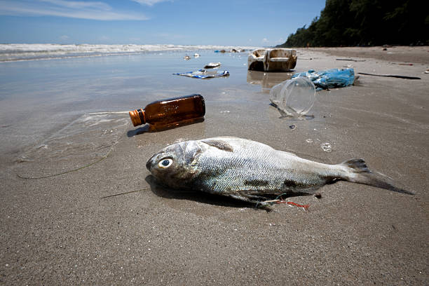 pesce morto su una spiaggia circondato da lavaggio up spazzatura. - dead animal foto e immagini stock