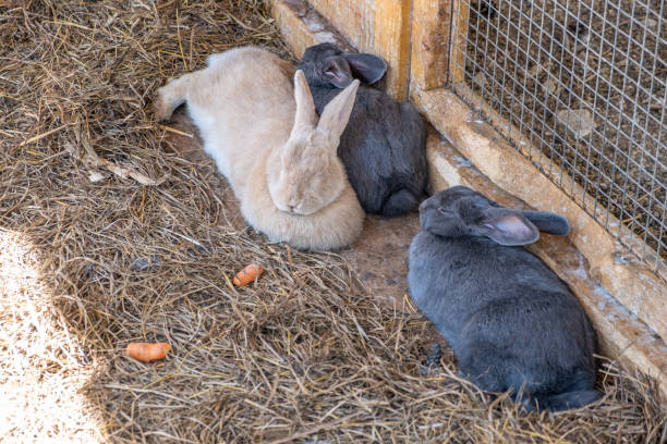 istock Different fluffy rabbits in the paddock lie resting and eating from 1576412367