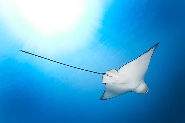 istock Eagle Ray in the Light, Komodo National Park, Indonesia 157641249