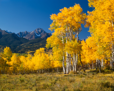 Autumn Aspen Trees at the base of Mount Sneffels in the Rocky Mountain Range of Southwestern Colorado, north of Telluride & west of Ouray
