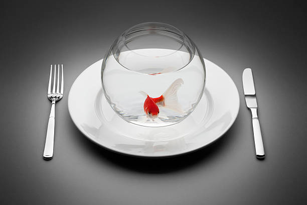 carpa dorada sirve en placa. cuchilla de horquilla mesa de restaurante de comida - sushi goldfish fish humor fotografías e imágenes de stock