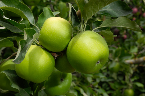 Close-up of a granny smith apples growing on an apple tree on a Central California farm.