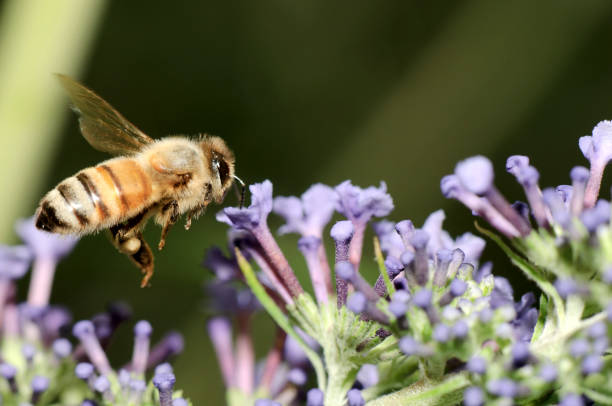 istock Macro Flying Honey Bee (Apis mellifera) Landing on Purple Flowers 157641555