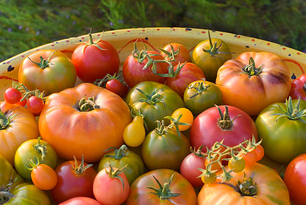 オーガニックな農産物、地元のフレッシュな夏のエアルームトマト野菜ハーヴェスト - heirloom tomato homegrown produce tomato organic ストックフォトと画像